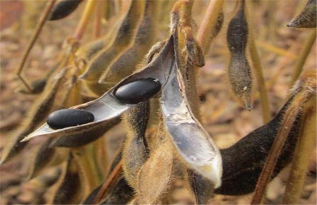 黑豆如何種植？種植方法是什么？有什么需要注意的？