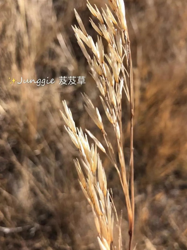 芨芨草飼用價值？——耐寒耐旱耐鹽堿
