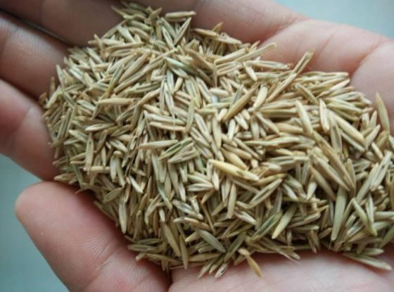 種植披堿草產(chǎn)量高必須掌握了這兩個(gè)方法