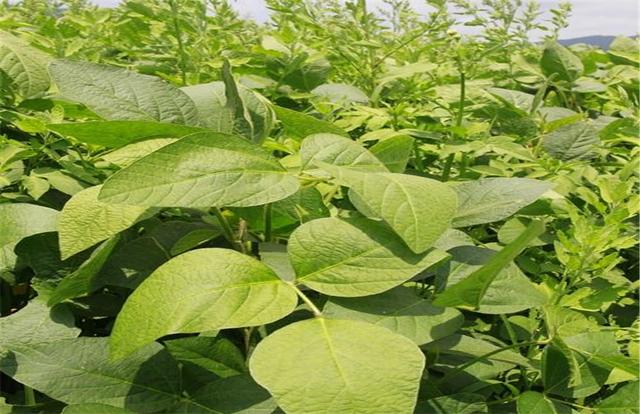 黑豆如何種植？種植方法是什么？有什么需要注意的？