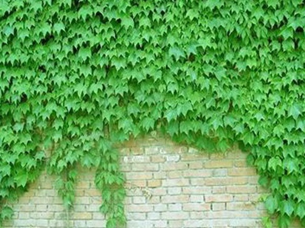 爬山虎如何種，爬山虎種植方法有哪些？