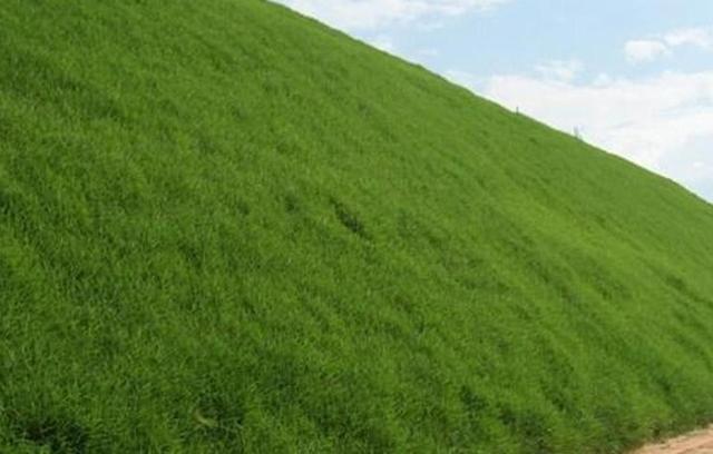 草坪種植養(yǎng)護技術 以及種植方法