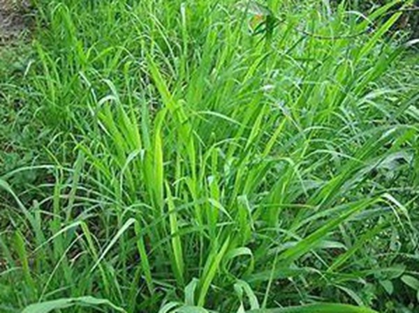 牧草要怎么種植比較好，有什么好的方法？