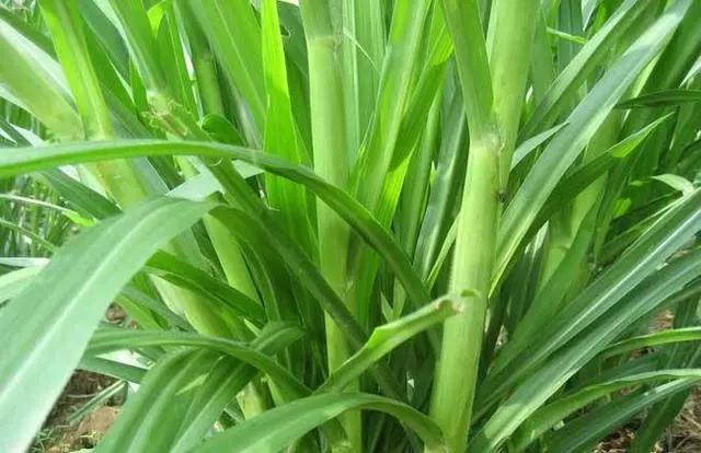 皇竹草養(yǎng)豬、喂雞可降低成本增加收入，栽培方法！