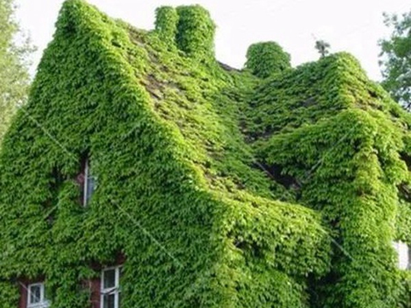 「爬山虎」的種植方法，有什么種植要求？