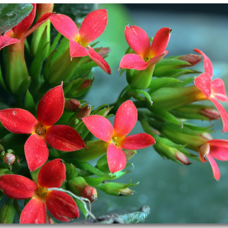 福壽花
