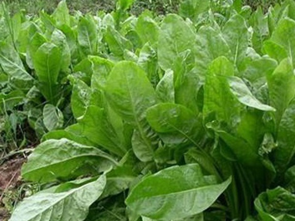 養(yǎng)殖用牧草種子播種量和播種技術(shù)是什么
