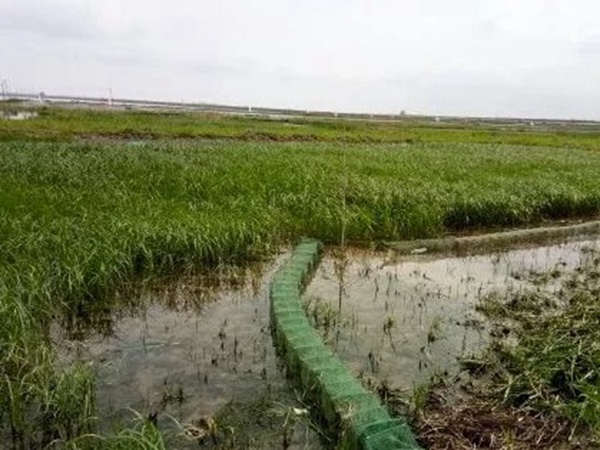 小米草優(yōu)勢(shì)——耐寒耐高溫，小米草最適宜的溫度