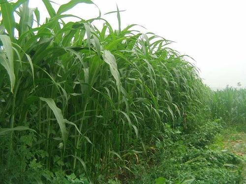墨西哥玉米草有這些優(yōu)勢(shì)，你懂嗎