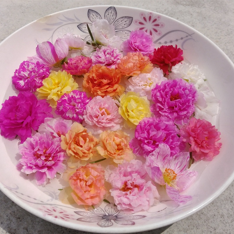 太陽花