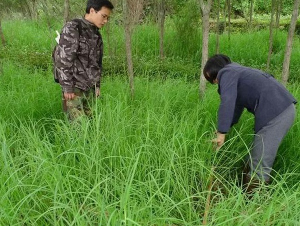 不同氣候地區(qū)怎么選擇綠化草種？有什么好的方法？