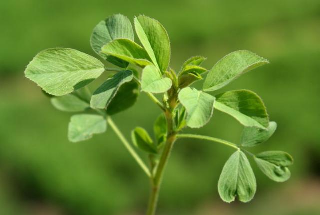 牧草之王—紫花苜蓿高產(chǎn)培育技術(shù)