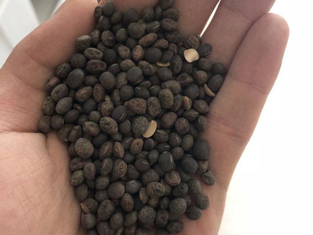 毛苕子的種植技術(shù)介紹以及播種時間