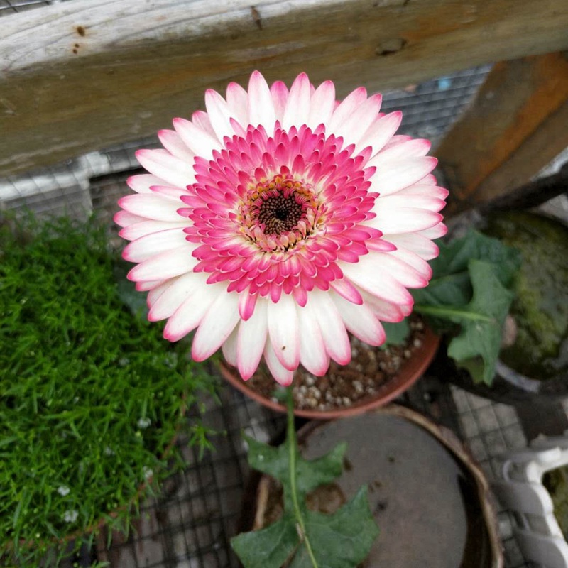 非洲菊