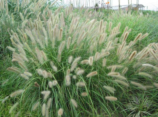 狼尾草種植技術(shù)是什么，有什么需要注意的