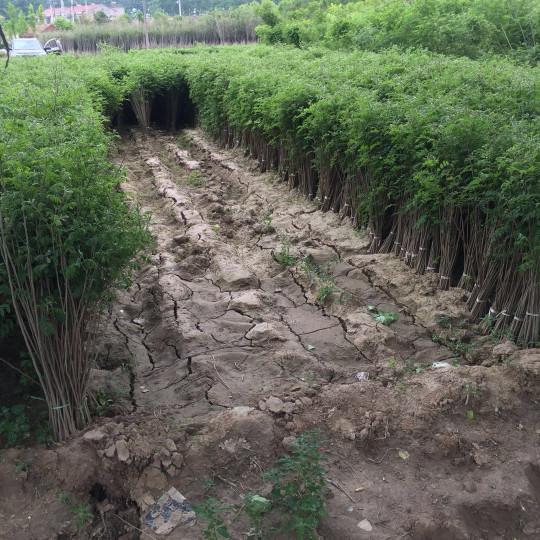 紫穗槐育苗產(chǎn)苗量高，繁育時間短，生長速度快