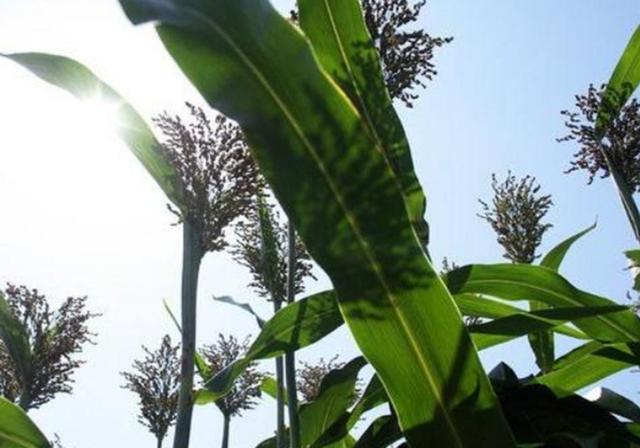 甜高梁種植技巧是什么，如何產(chǎn)量高