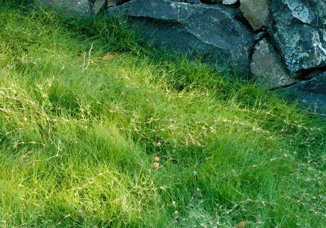 野牛草種植這幾個(gè)步驟一定要掌握好，種植就比較簡單
