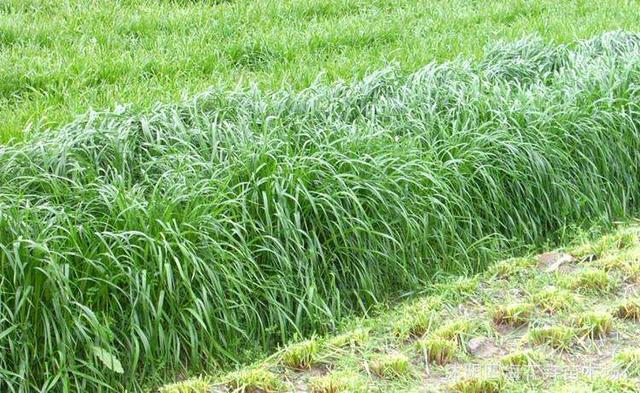 秋冬季節(jié)適合養(yǎng)殖種牧草嗎？種植什么牧草比較好？