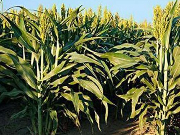 黑小麥批發(fā)價格多少錢一斤？黑小麥種植方法是什么？