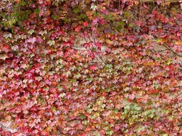 爬山虎種子怎么種？爬山虎種子多久發(fā)芽？