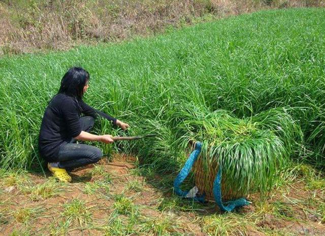 一次種植，多次收益的優(yōu)質(zhì)牧草——多年生黑麥草