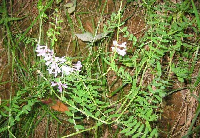 高產(chǎn)牧草種子——毛苕子播種方法