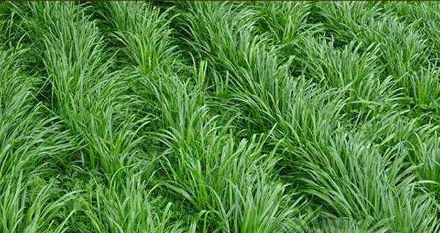 優(yōu)質(zhì)高產(chǎn)牧草，冬牧70黑麥草種植時間