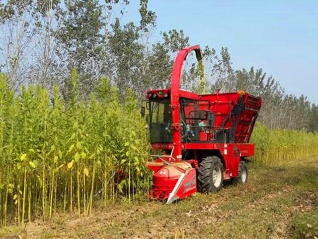 籽粒莧的飼用價值和種植方法管理技術(shù)