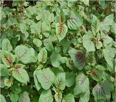 籽粒莧的飼用價值和種植方法管理技術(shù)