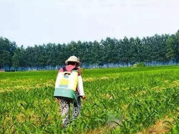 種植墨西哥玉米有這幾個(gè)要點(diǎn)，掌握好這幾個(gè)要點(diǎn)獲得高產(chǎn)量