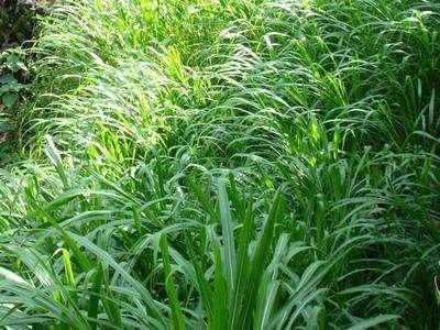 優(yōu)質(zhì)的牧草——蘇丹草，怎么種植可以高產(chǎn)