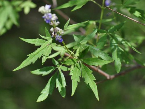如何提高荊條的種植效益？有什么需要注意的？