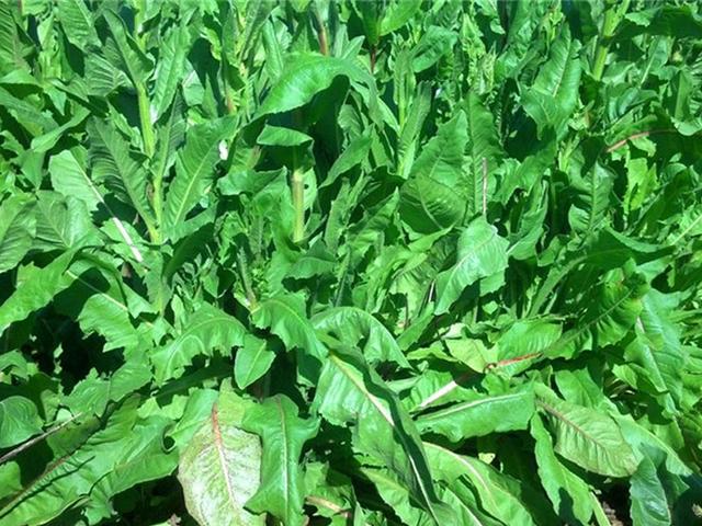 菊苣的主要價值及種植技術(shù)介紹 菊苣的主要價值及種植技術(shù)介紹