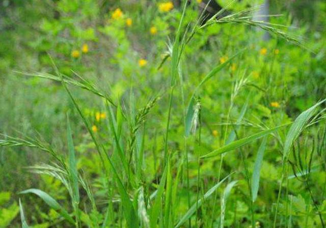 耐活堿草農(nóng)作物，要知道它的生物特性，種植起來很簡單