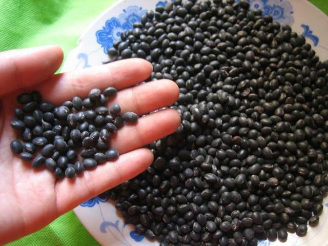 黑豆種植方法有哪些？什么時候播種比較合適？