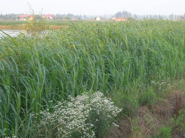 蘇丹草喂牛一畝可養(yǎng)幾頭牛，種植技術(shù)要點是什么