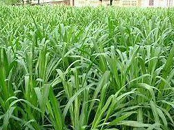 牧草要怎么種植比較好，有什么好的方法？