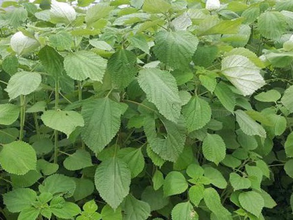 牧草養(yǎng)豬技術(shù)有什么需要注意的，牧草種植方法有哪些？