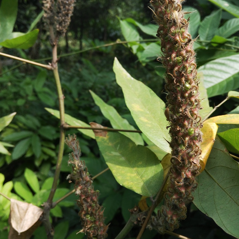 貓尾草