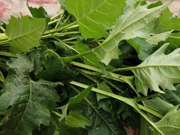 串葉松香草牧草——養(yǎng)畜禽種牧草選對品種很重要
