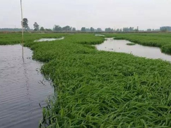 小米草怎么樣才能提高小龍蝦養(yǎng)殖效益？小米草種植怎么管理比較合適？