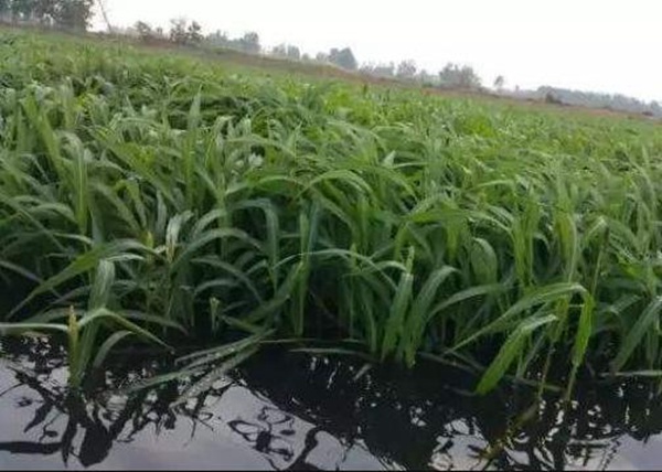 小龍蝦塘種植小米草的優(yōu)點和種植方法