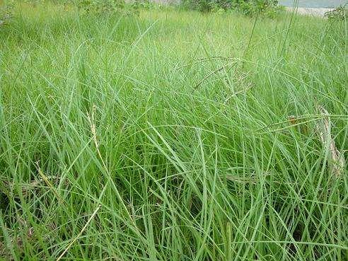 百喜草如何種植，種植方法是什么？