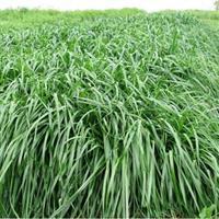 秋冬季節(jié)適合養(yǎng)殖種牧草嗎？種植什么牧草比較好？