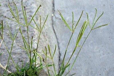 路邊最常見(jiàn)的雜草叫什么？狗牙根要這樣防治