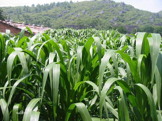 高丹草是優(yōu)質(zhì)的牧草，哪里有多年生的高丹草種子