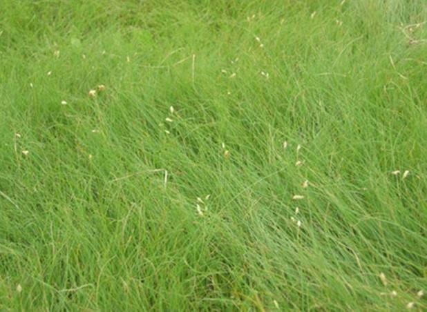 野牛草種植這幾個(gè)步驟一定要掌握好，種植就比較簡單