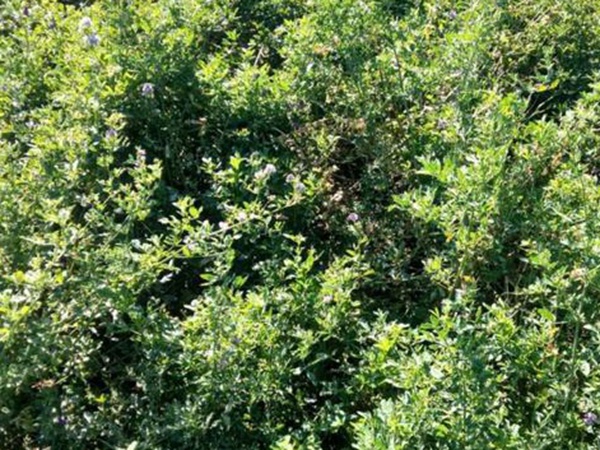 養(yǎng)羊牧草紫花苜蓿種植技術(shù)：怎么做可以高產(chǎn)量