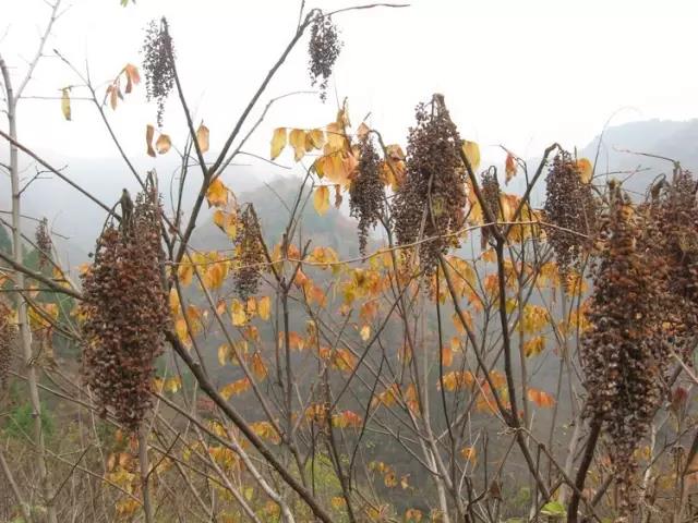 江陰鄉(xiāng)土植物——鹽膚木灌木